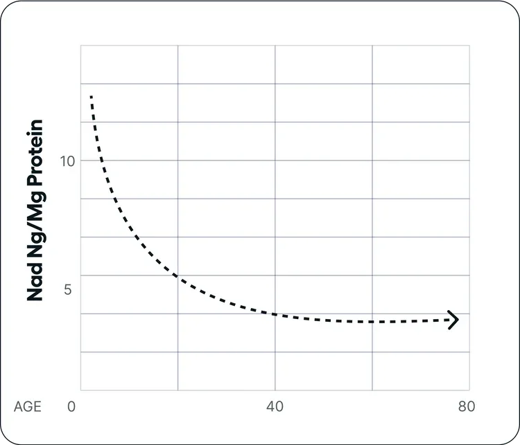 Chart showing intracellular NAD+ levels (ng/mg protein) falling with age from 0 to 80